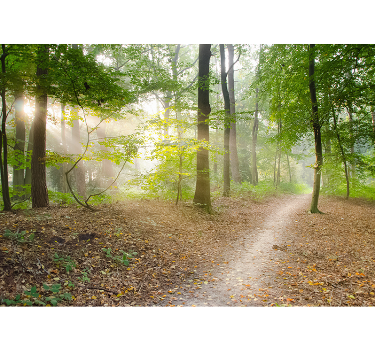 Fotomurais de paisagens Floresta de pinheiros - TenStickers