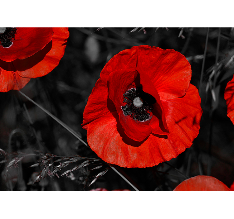 Fotomural decorativo de flores de Papoula - TenStickers