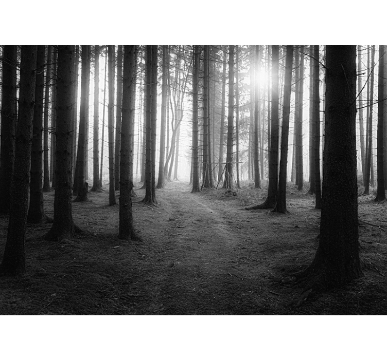 Mural de parede bosques floresta encantada - TenStickers