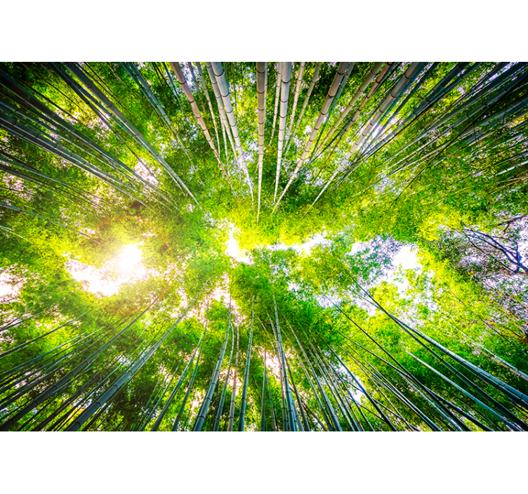 Mural de parede para a sala dossel de bambu acima - TenStickers