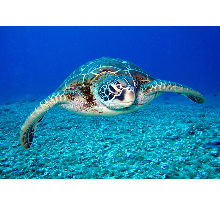 Fotomural para casa de banho Tartaruga-de-pente - TenStickers