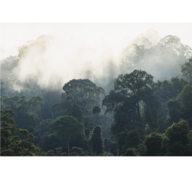Mural de parede natureza vista da floresta nebulosa - TenStickers