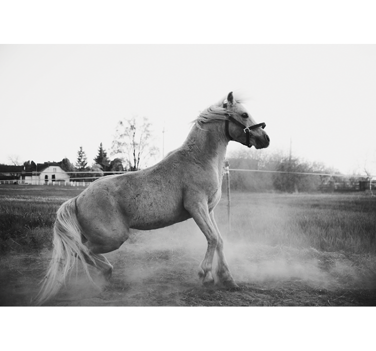 Mural de parede animais pônei galopante - TenStickers