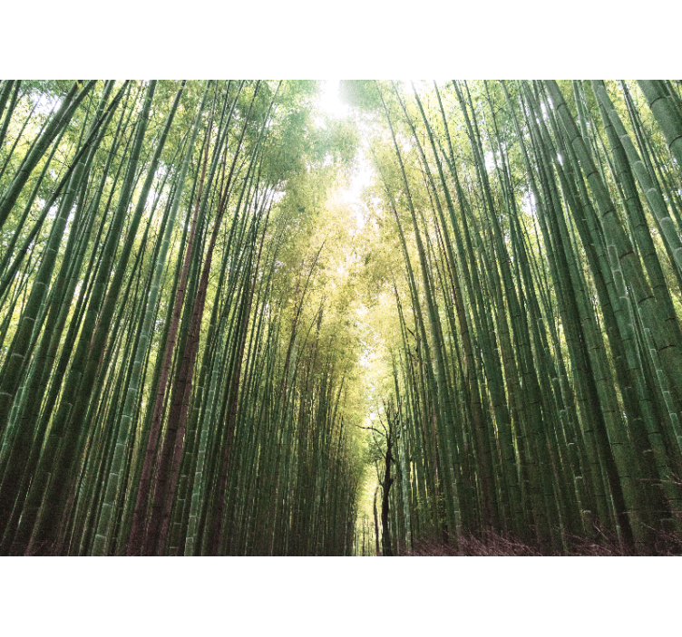 Fotomurais de paisagens Bambu verde floresta zen - TenStickers