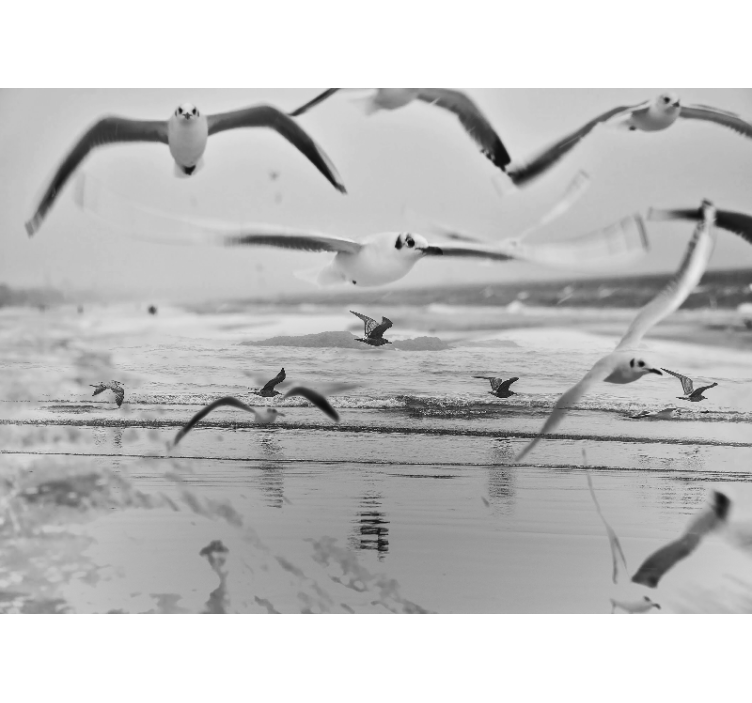 Mural de parede animais gaivotas sobre o oceano - TenStickers