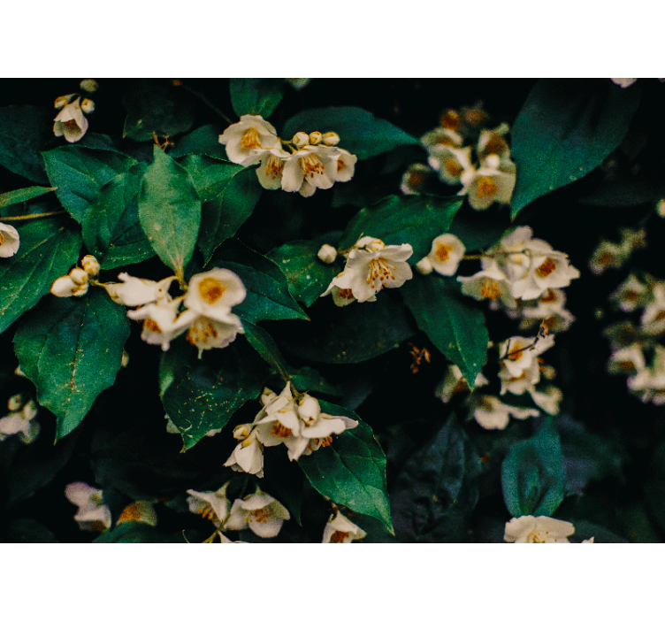 Fotomurais flores botões brancos delicados - TenStickers