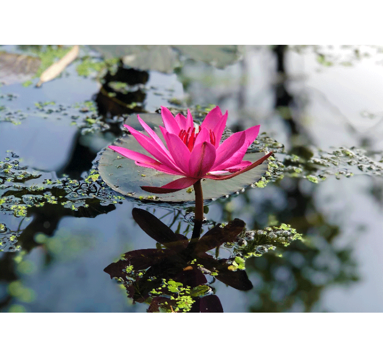 Mural de parede papoilas lótus rosa elegante - TenStickers