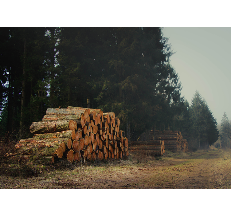 Mural de parede bosques pilhas de madeira na floresta - TenStickers