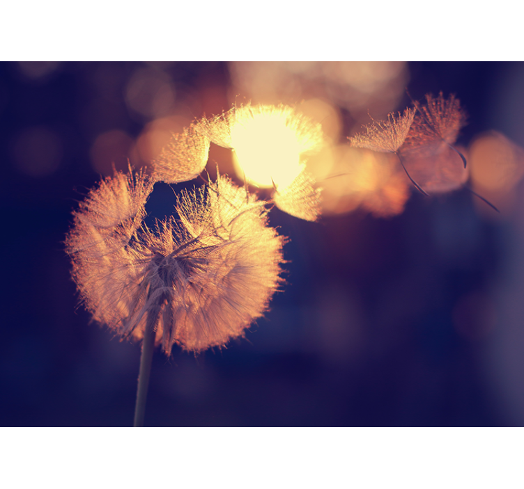 Mural de parede papoilas brilho de penugem de dente-de-leão - TenStickers