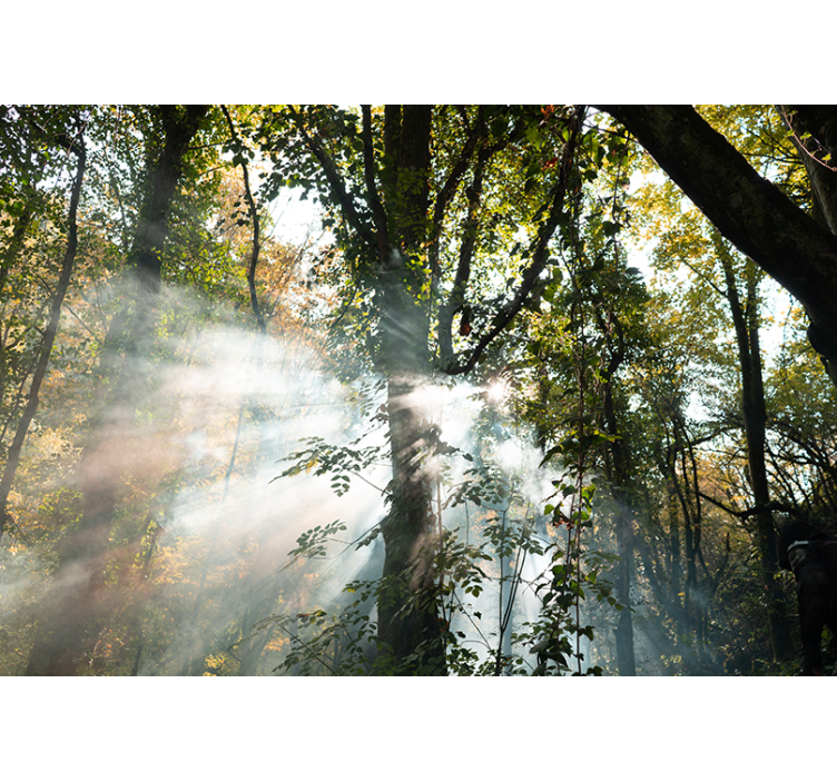 Mural de parede bosques atmosfera serena de floresta - TenStickers