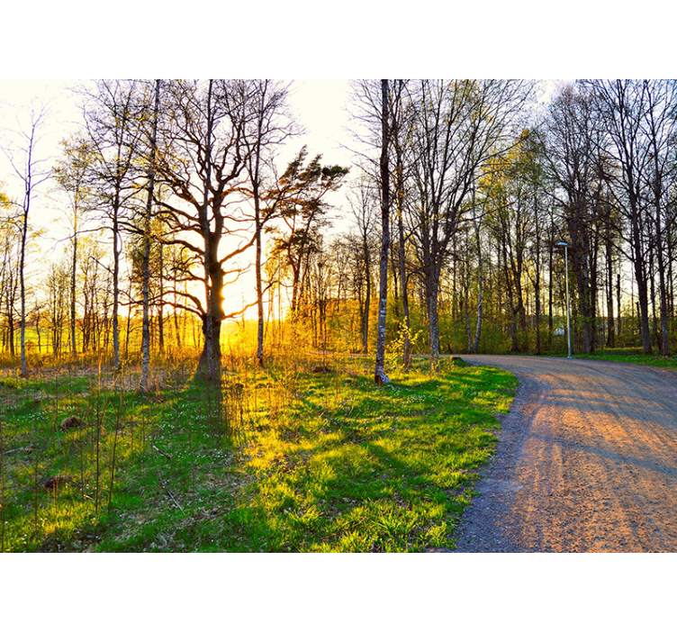 Mural de parede natureza trilha ensolarada na floresta - TenStickers