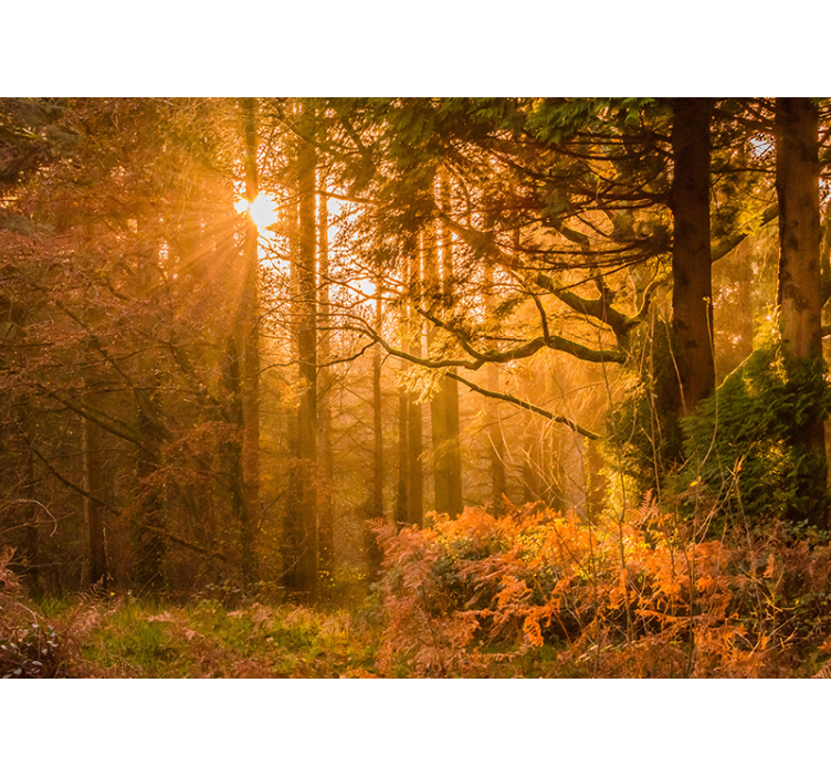 Mural de parede natureza paisagem florestal iluminada - TenStickers