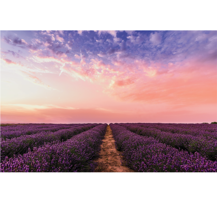 Fotomurais flores pôr do sol no campo de lavanda - TenStickers