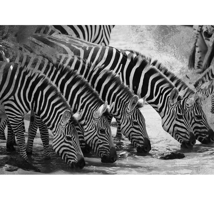 Mural de parede animais zebras bebendo água - TenStickers