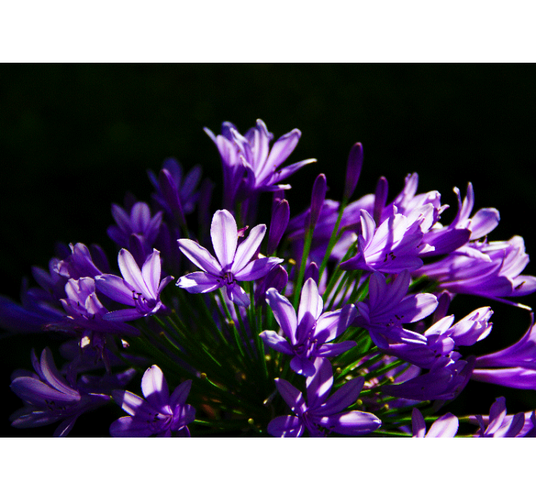 Fotomurais flores beleza floral roxa - TenStickers