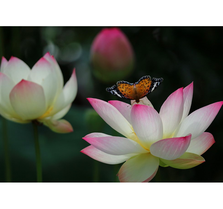 Fotomurais flores flor de lótus elegante - TenStickers