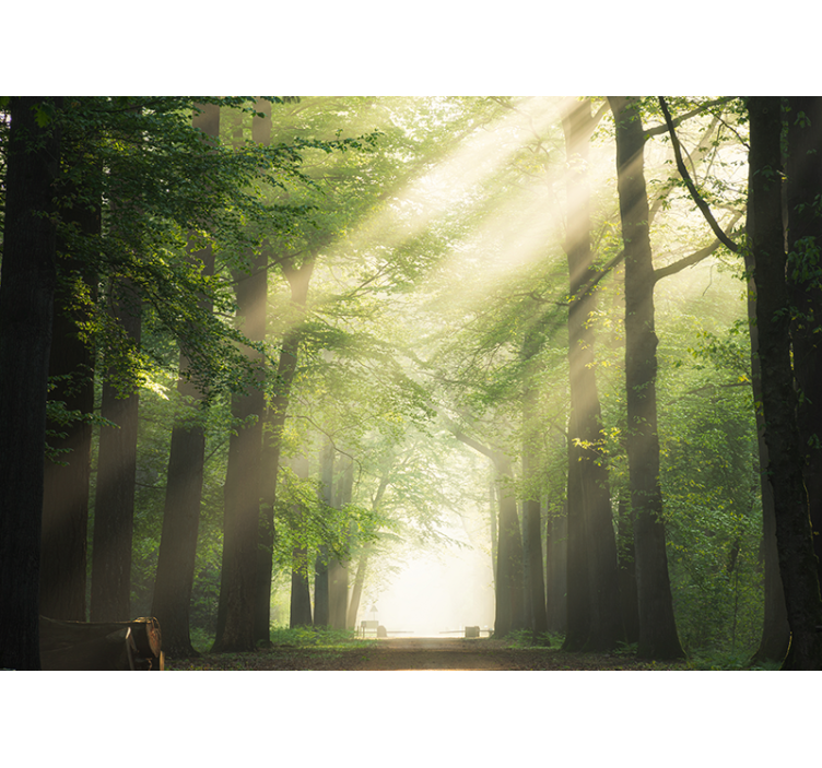Mural de parede bosques florestas verdejantes radiantes - TenStickers