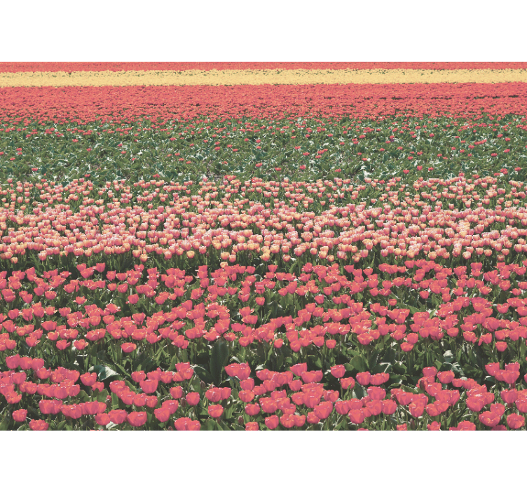 Fotomurais flores paisagem de campo de tulipas - TenStickers