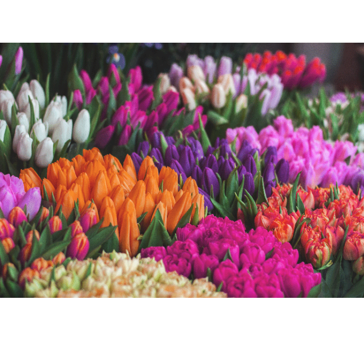Fotomurais flores jardim de tulipas - TenStickers