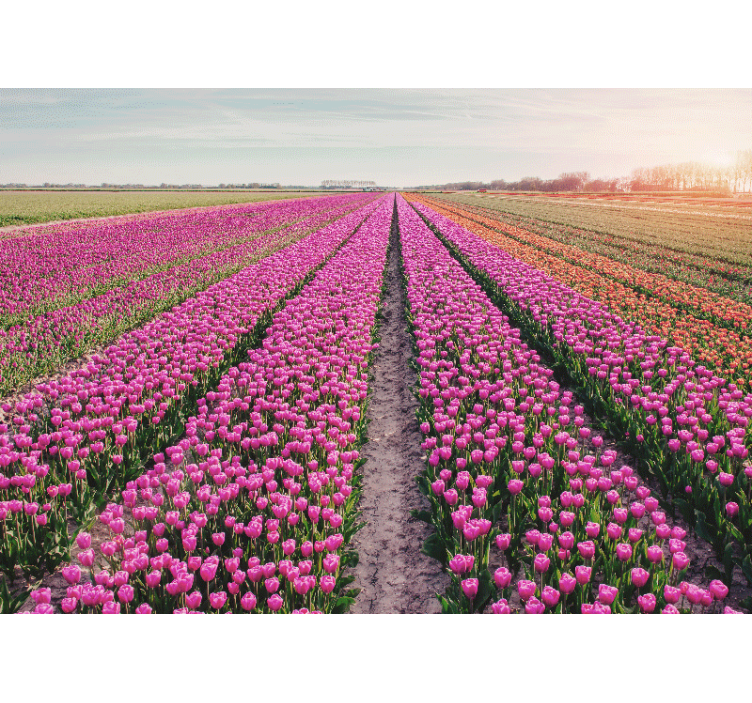 Fotomurais flores cenário de campos de tulipas - TenStickers
