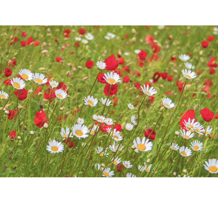 Fotomurais flores campo de flores vibrantes - TenStickers
