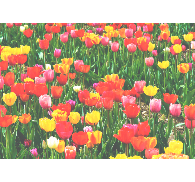 Fotomurais flores campo de tulipas - TenStickers
