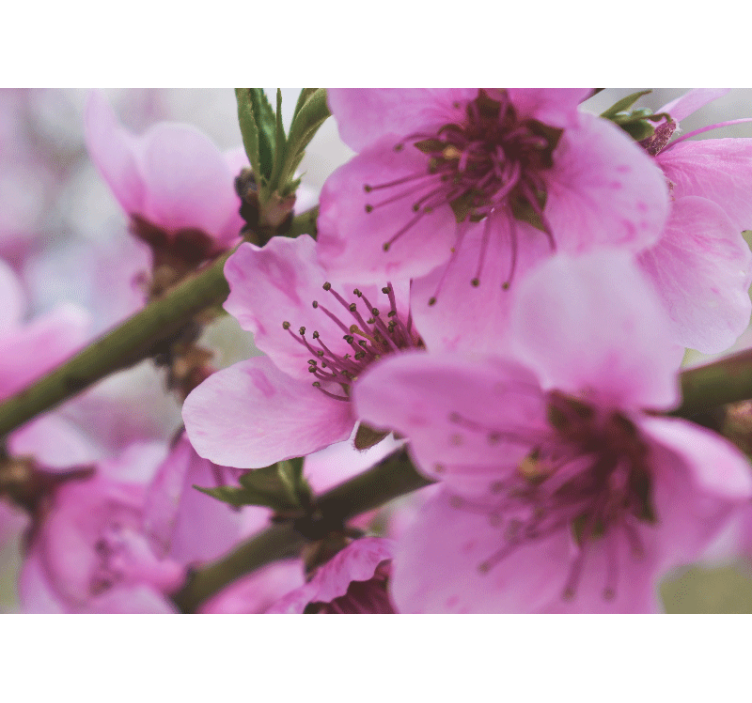 Murais de Parede Lindas flores rosa - TenStickers