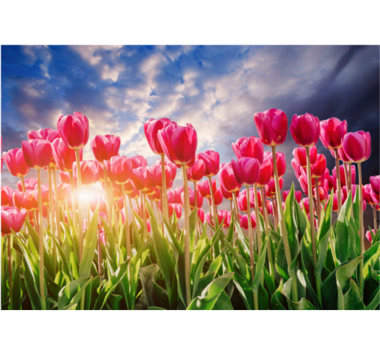 Fotomurais flores campo de tulipas radiantes - TenStickers