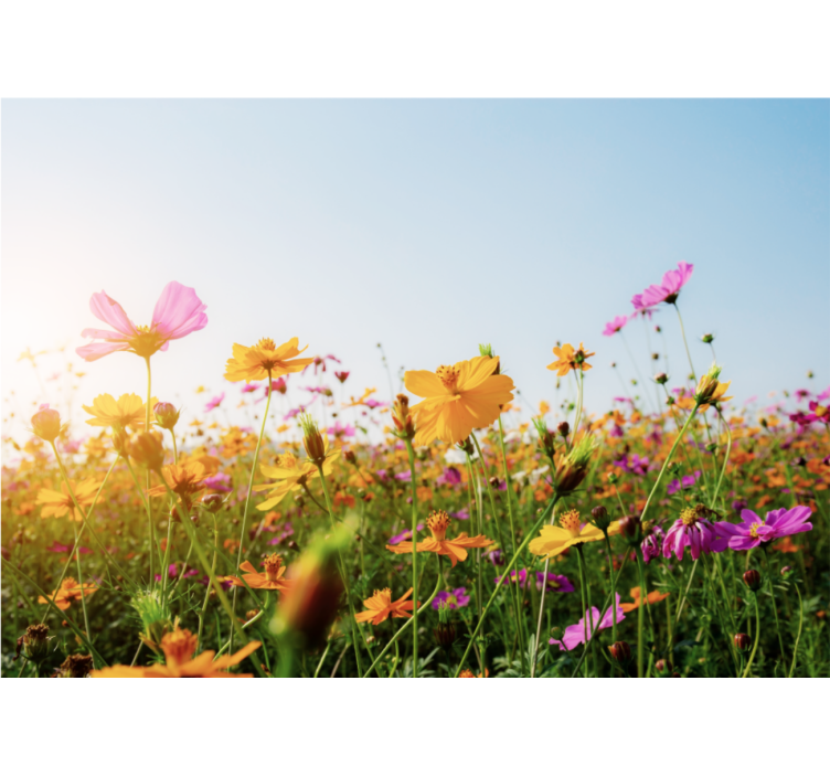 Fotomurais flores Mistura de tipos de flores - TenStickers