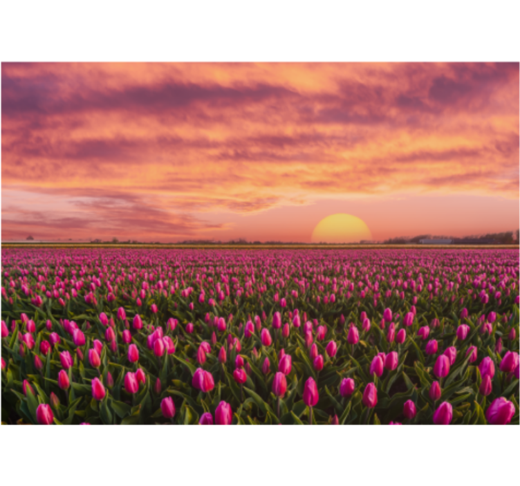 Fotomurais flores campo de tulipas ao pôr do sol - TenStickers