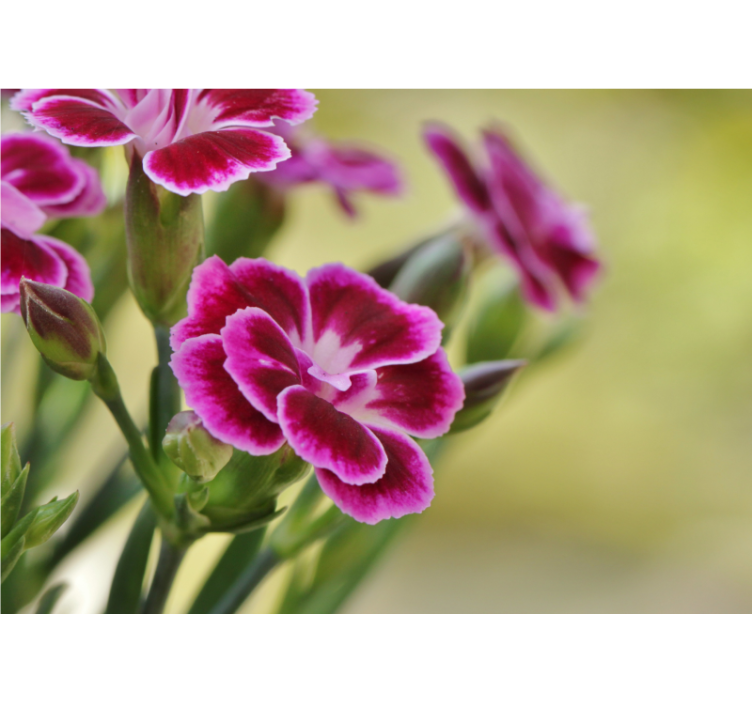 Mural de parede papoilas encanto floral - TenStickers