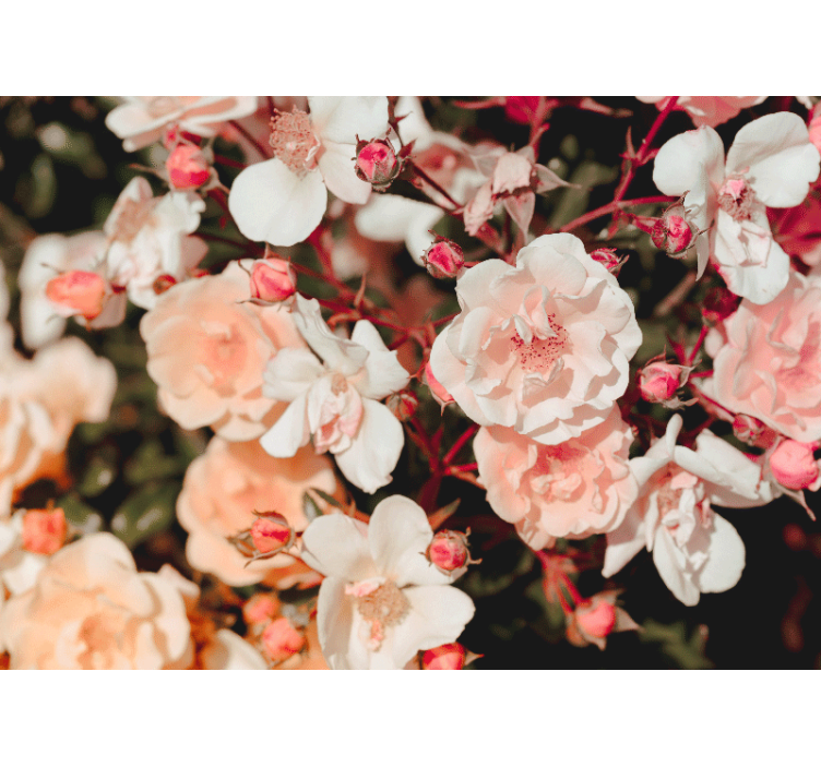 Fotomurais flores pétalas de rosa em flor - TenStickers