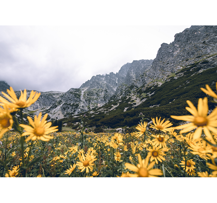 Fotomurais flores campo de flores amarelas - TenStickers