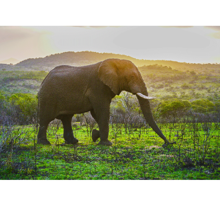 Mural de parede animais cena de elefante majestoso - TenStickers