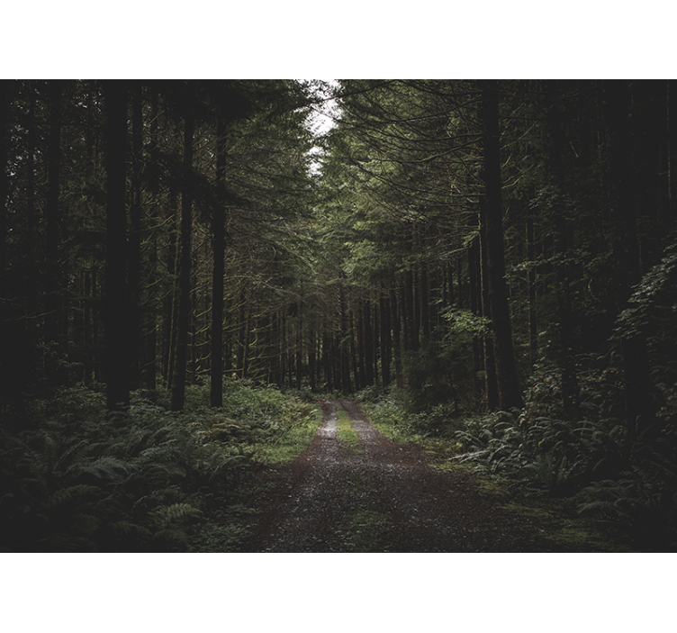 Mural de parede natureza trilha florestal verdejante - TenStickers