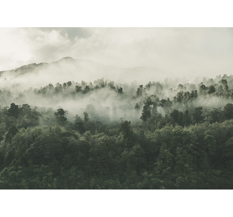 Mural de parede bosques floresta com névoa vista de cima - TenStickers