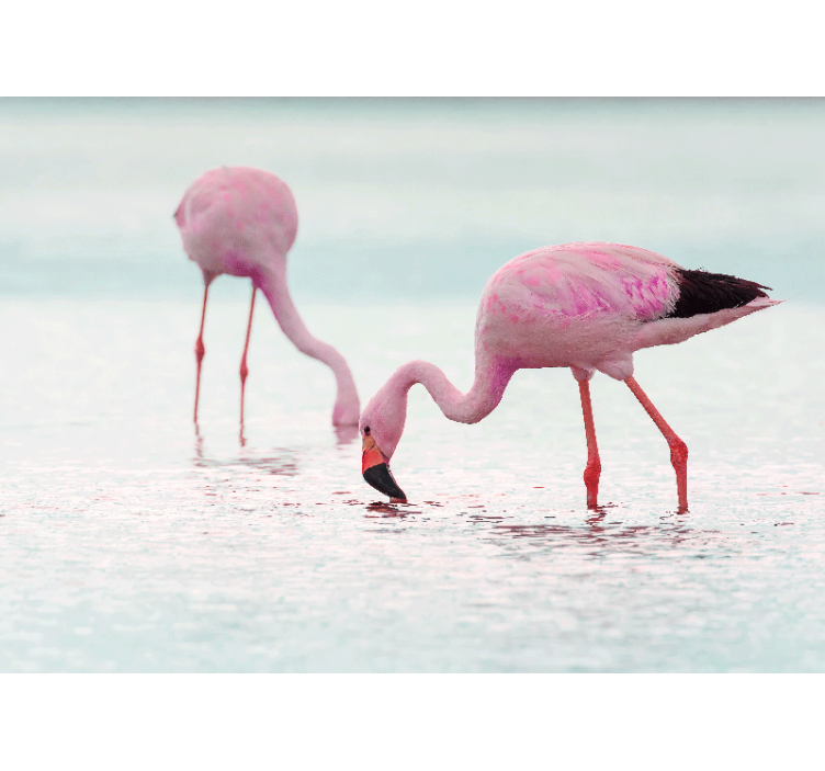Mural de parede animais cena de flamingos se alimentando - TenStickers