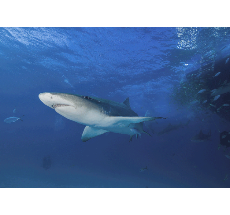 Mural de parede animais exploração do tubarão majestoso - TenStickers