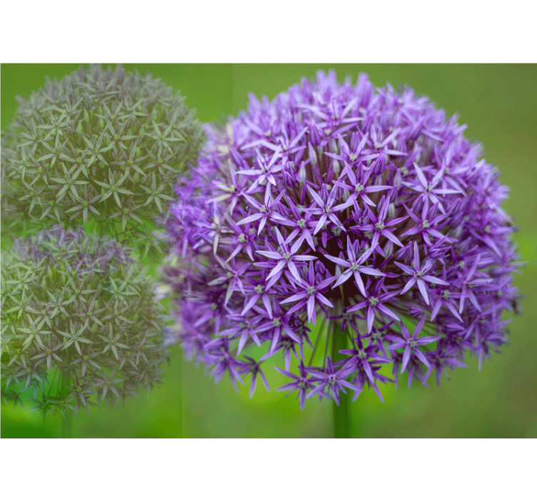 Mural de parede papoilas arranjo floral roxo - TenStickers