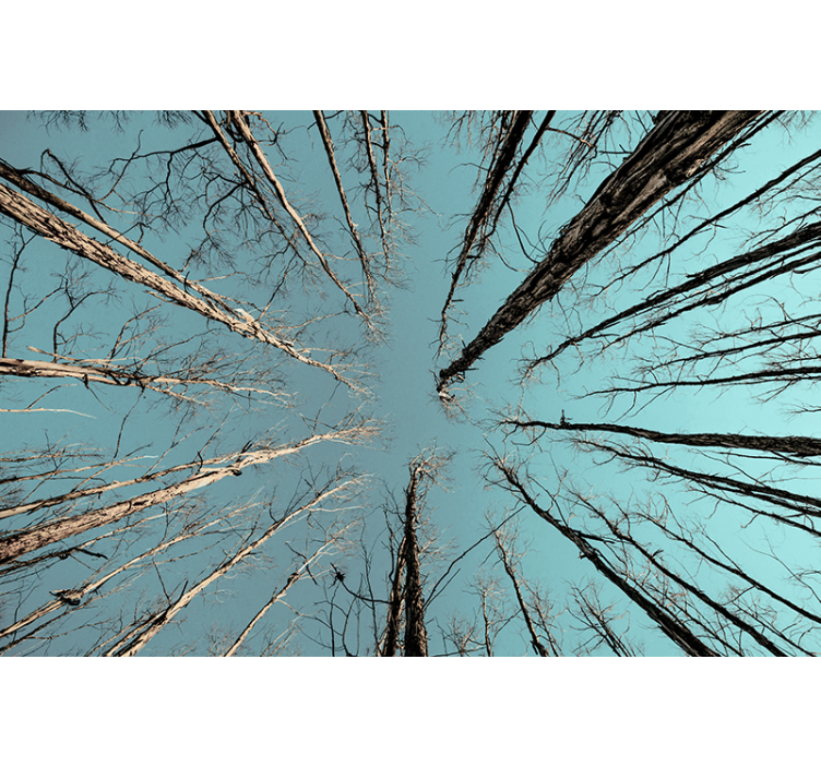 Mural de parede de árvores alcançando o céu - TenStickers