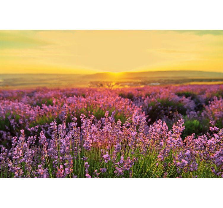 Fotomurais flores campo de lavanda ao entardecer - TenStickers