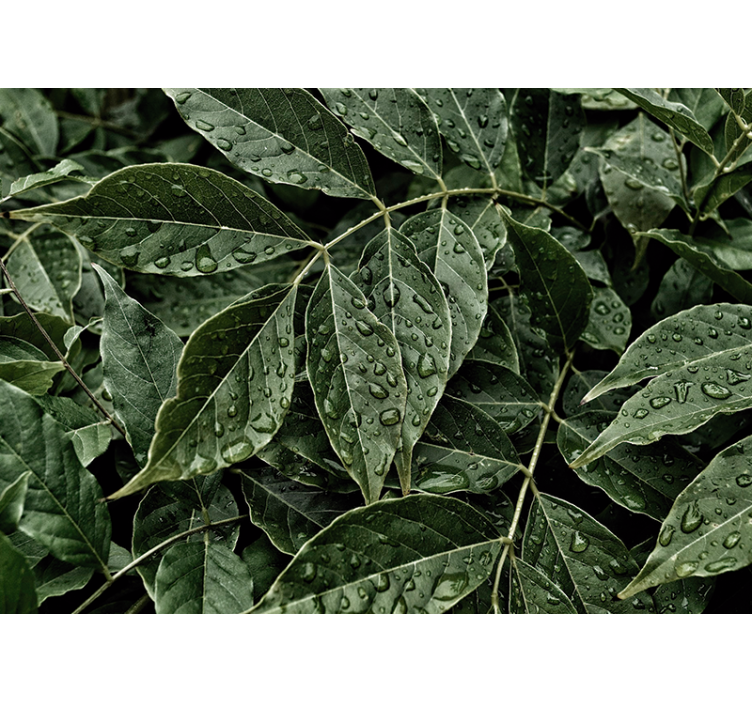 Fotomurais flores Folhas com gotas de orvalho - TenStickers