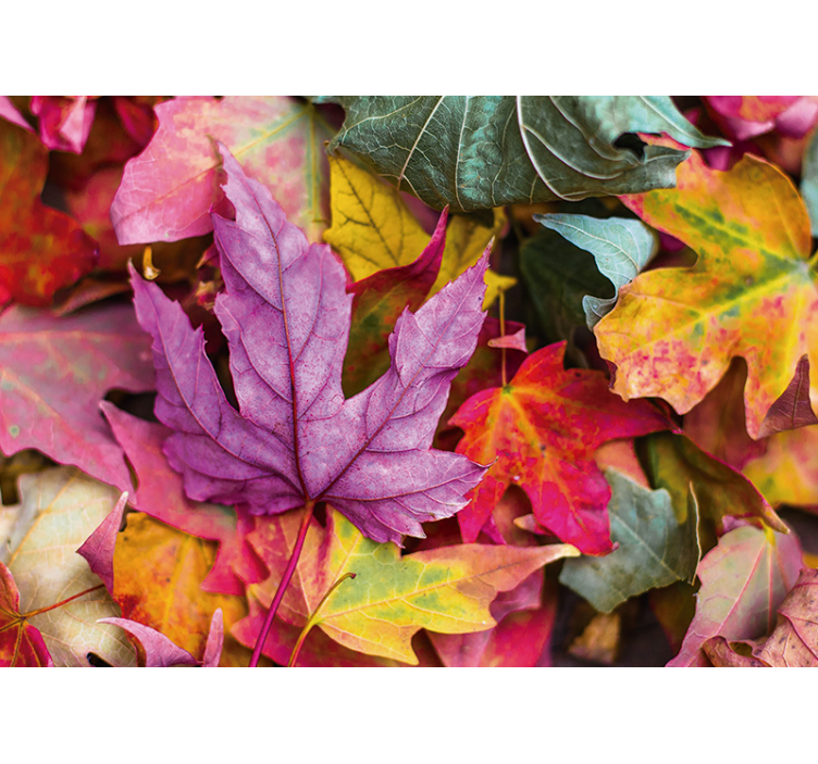 Fotomurais flores com padrões de folhas coloridas - TenStickers