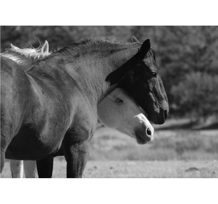 Mural de parede animais companheirismo de cavalo - TenStickers