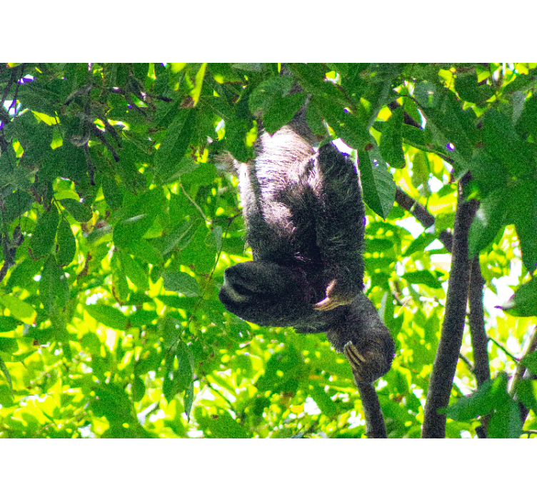 Mural de parede animais preguiça com folhagens verdes - TenStickers