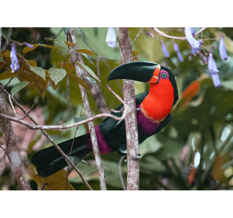 Mural de parede animais com tucano colorido - TenStickers