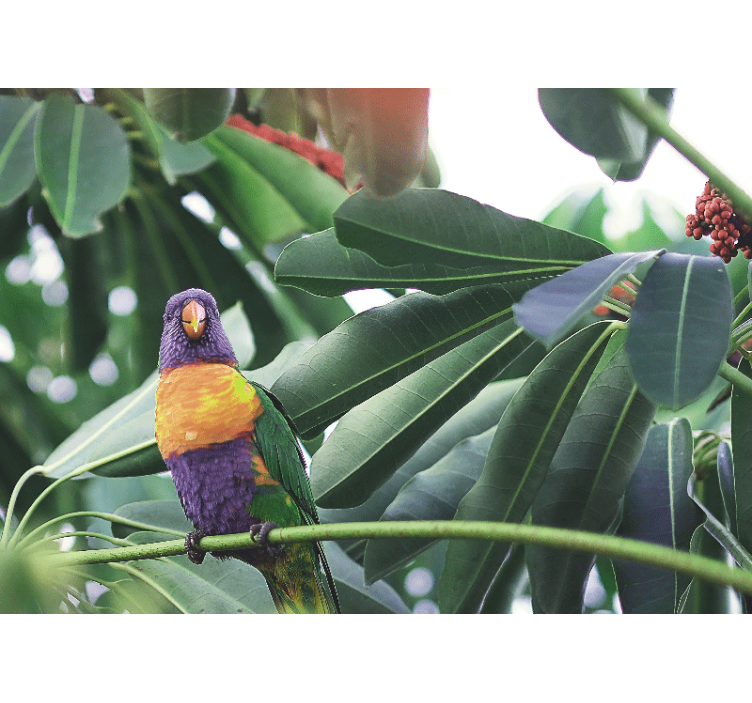 Mural de parede animais papagaio colorido empoleirado - TenStickers