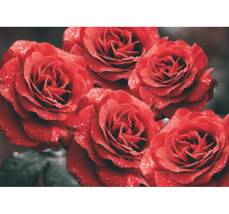 Fotomurais flores Grandes rosas vermelhas com gotas de água - TenStickers