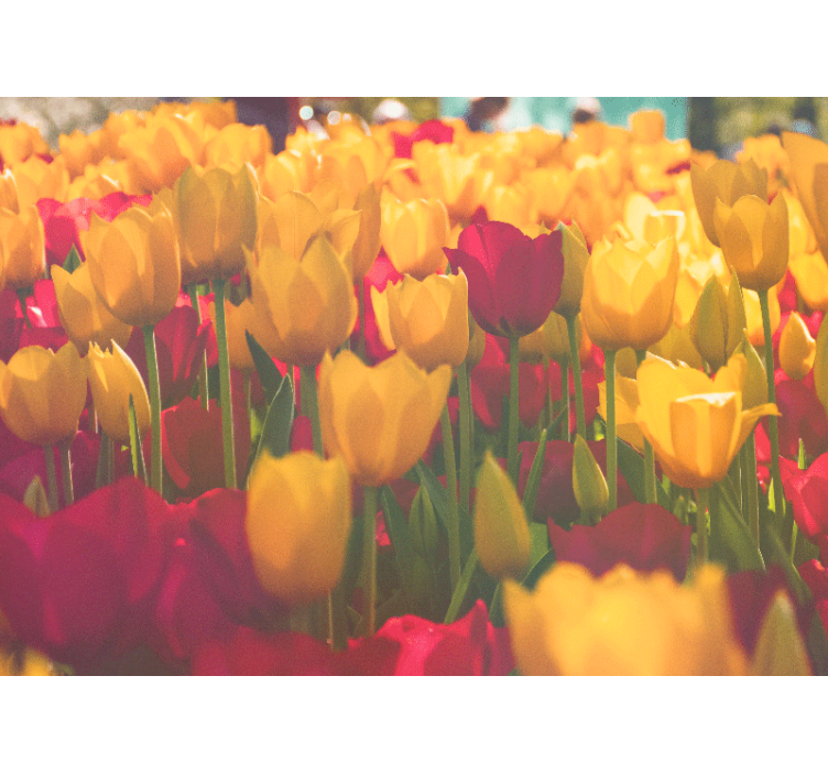 Fotomurais flores campos de tulipas em flor - TenStickers