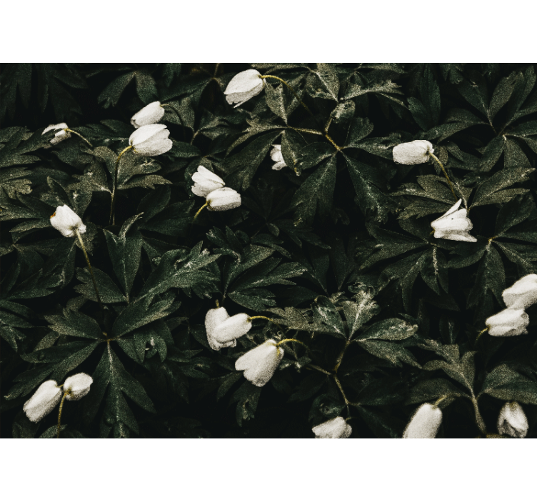 Fotomurais flores flores brancas suaves - TenStickers